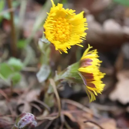 Borup Bed & Breakfast