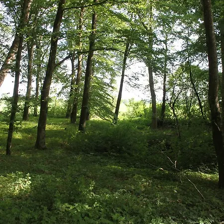 Oda ve Kahvaltı Borup
