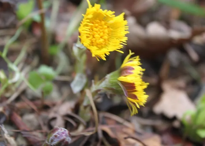 Borup Bed & Breakfast