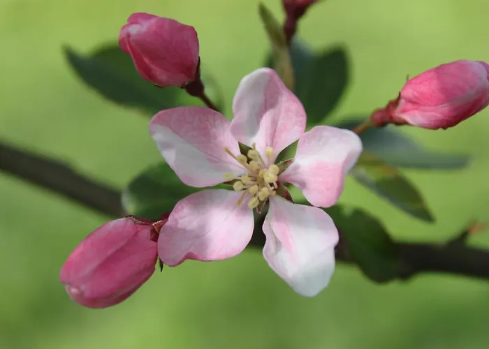 Frühstückspension Borup Bed & Breakfast