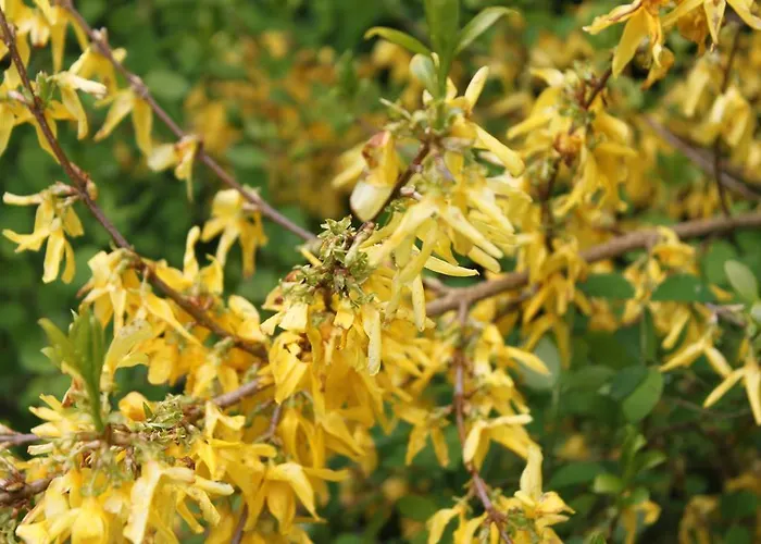 Bed & Breakfast Borup Bed & Breakfast *