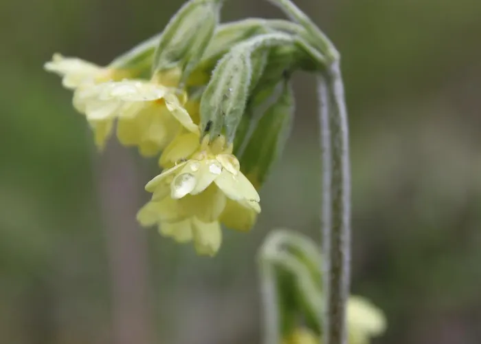 Bed & Breakfast Borup Bed & Breakfast Borup (Koge)