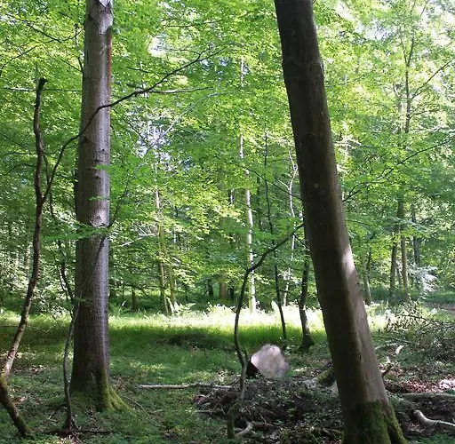 Frühstückspension Borup Bed & Breakfast